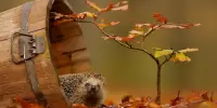 Осенний креатив в действии