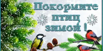 Покормите птиц зимой