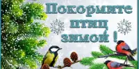Покормите птиц зимой